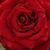 Czerwony  - Róża wielkokwiatowa - Hybrid Tea - Schwarze Madonna™